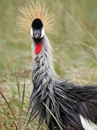 Birdlife in Nairobi National Park