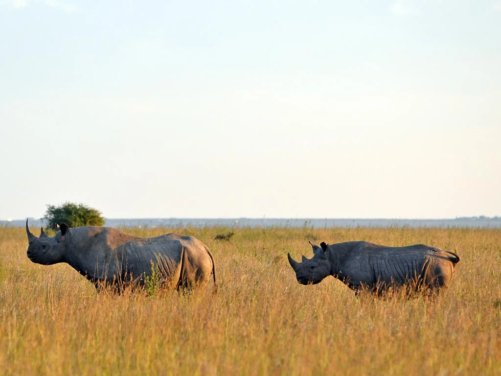 Black rhino grazing in Nairobi National Park