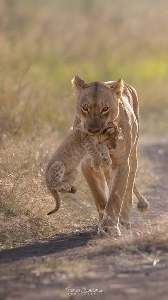 Lioness carrying her cub along a track in Nairobi National Park