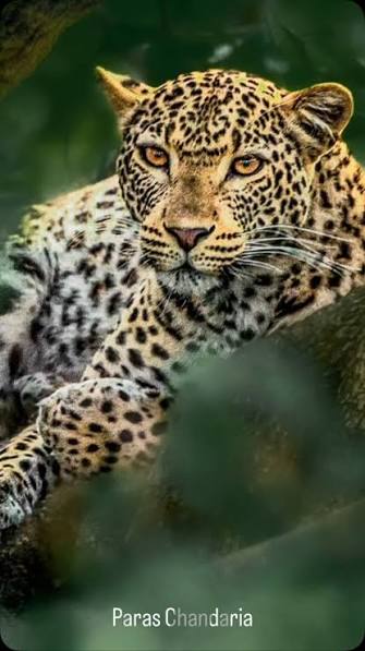 Leopard resting among tree branches in Nairobi National Park